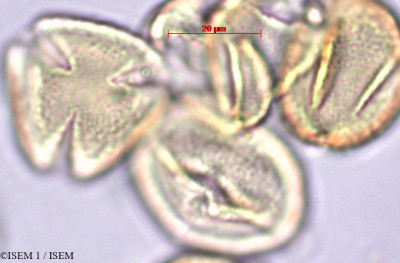 ISEM 1/Clusia_sphaerocarpa_29435/Clusia_sphaerocarpa_29435_0001(copy)_thumb.jpg